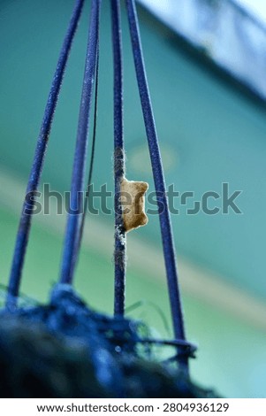 Praying Mantis Egg Case Attached to Metal Garden Wire
A close-up macro shot of a praying mantis egg case, known as an ootheca, securely attached to a thin, rusted metal wire in a garden. This image highlights natural insect life cycles and biology, perfect for nature photography, pest control, or education.