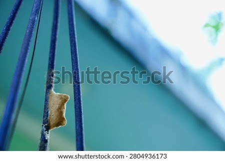 Praying Mantis Egg Case Attached to Metal Garden Wire
A close-up macro shot of a praying mantis egg case, known as an ootheca, securely attached to a thin, rusted metal wire in a garden. This image highlights natural insect life cycles and biology, perfect for nature photography, pest control, or education.