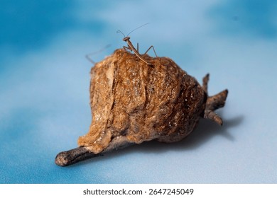 Praying Mantis Egg Case with New Born Mantids. Praying Mantids. Newly hatched baby Praying Mantids. Praying Mantids are very beneficial in gardens because they hunt and eat bad bugs that kill plants.
