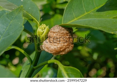 Praying Mantis Egg Case on a Leafy Branch