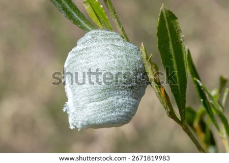 Praying Mantis Egg Case on Plant Stem