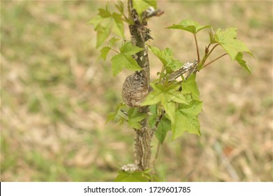 Praying Mantis Egg Sack On Sapling