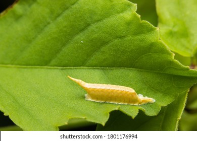 Praying Mantis Egg Sack On Green Leaf