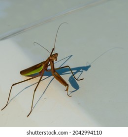 A Praying Mantis Eyes The Photographer While Resting On The Hood Of A Car.