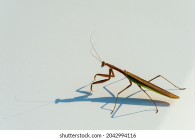 A Praying Mantis Eyes Its Shadow On The Dirt Speckled Hood Of A White Car.