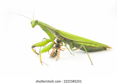 Praying Mantis Is Fighting A Wasp Close-up On A White Background. Hunting In The World Of Insects. Prey For Eating Insects