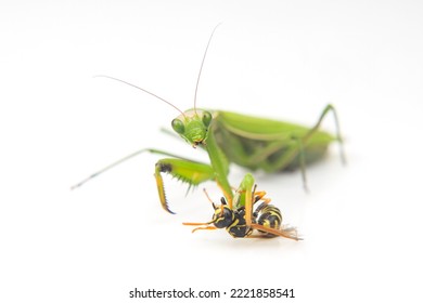 Praying Mantis Is Fighting A Wasp Close-up On A White Background. Hunting In The World Of Insects. Prey For Eating Insects
