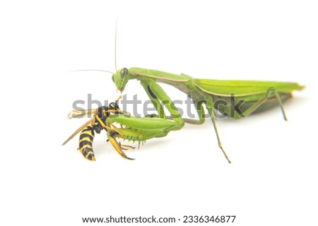 praying mantis is fighting a wasp close-up on a white background. Hunting in the world of insects. Prey for eating insects