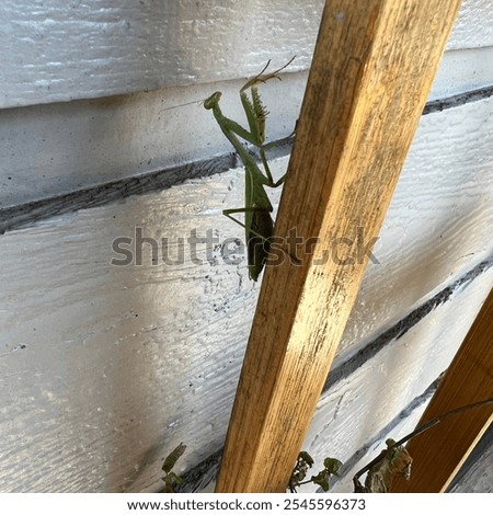 Praying mantis in Fort Wayne, IN