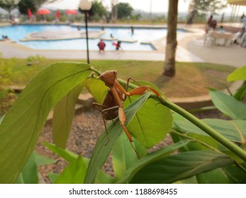 Praying Mantis of Gabon