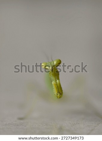 Praying mantis giving pose in aggression 
