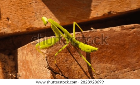 praying mantis, gree insect background 