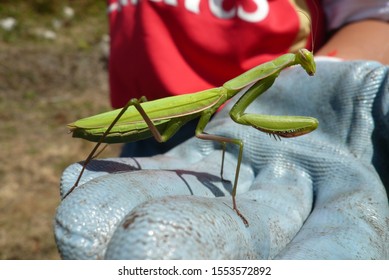 Praying Mantis In The Hand Of A Child With A Glove