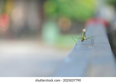 The Praying Mantis Has Hand Movements Like Kung Fu