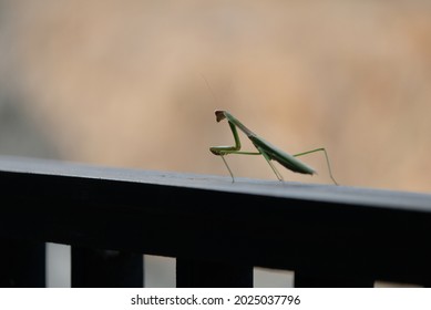 The Praying Mantis Has Hand Movements Like Kung Fu