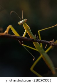 Praying Mantis Head On Green Blurr Background.insect,fauna 