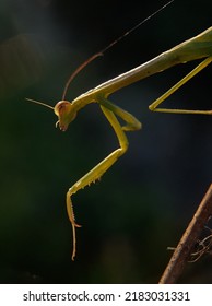 Praying Mantis Head On Green Blurr Background.insect,fauna 