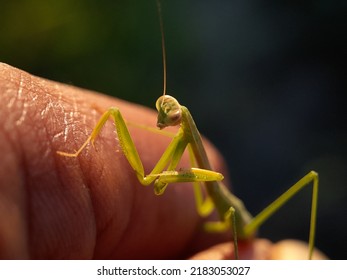 Praying Mantis Head On Green Blurr Background.insect,fauna 