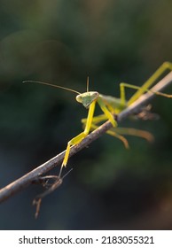 Praying Mantis Head On Green Blurr Background.insect,fauna 