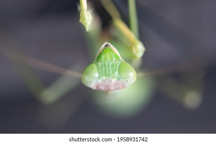 Praying Mantis Head Portrait In A Macro Close Up