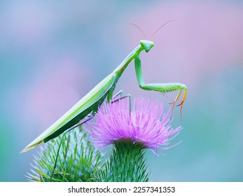 praying mantis hunter prey stealth macro nature
 - Shutterstock ID 2257341353
