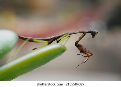 Praying Mantis Hunting For Dinner