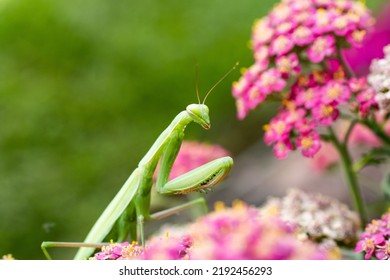 Praying Mantis Hunting In Flowers. 