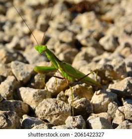 Praying Mantis Hunting Fro Prey