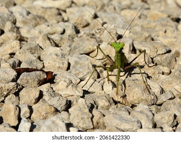 Praying Mantis Hunting Fro Prey