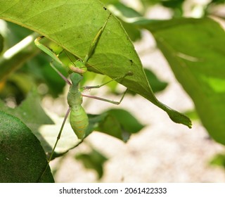 Praying Mantis Hunting Fro Prey