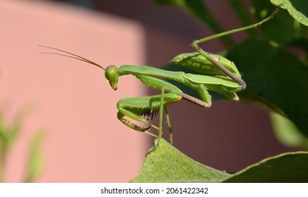 Praying Mantis Hunting Fro Prey