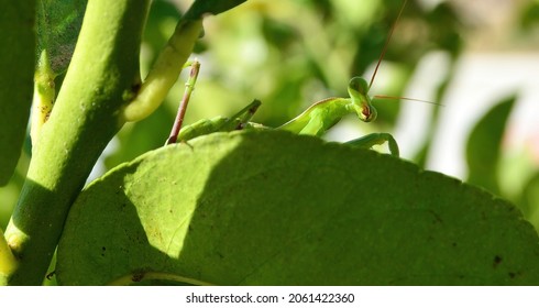 Praying Mantis Hunting Fro Prey