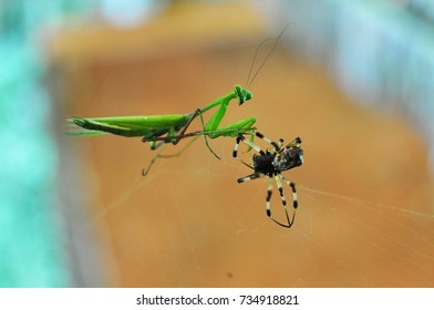 Praying Mantis Hunting Spider