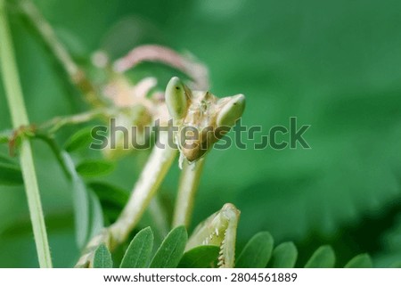 Praying mantis insect green macro leaf nature camouflage closeup wildlife predator tropical garden antenna arthropod summer outdoor natural environment animal foliage detail wild bug biology