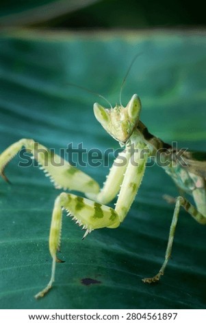 Praying mantis insect green macro leaf nature closeup camouflage wildlife tropical detailed antenna predator arthropod garden natural outdoors animal bug environment biology wild focus texture