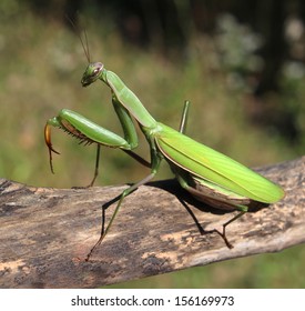Praying Mantis insect in nature as a symbol of green natural extermination and pest control with a predator that hunts and eats other insects as an icon of entomology biology education.