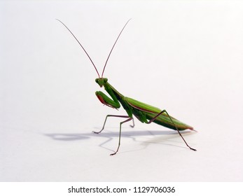 Praying Mantis Isolated