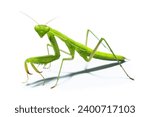 Praying mantis isolated on white background