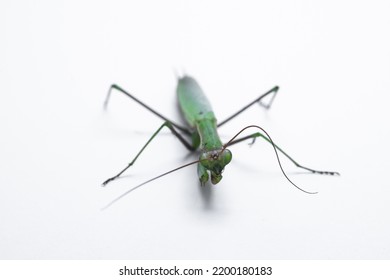 Praying Mantis Isolated On White