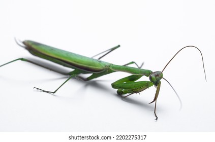 Praying Mantis Isolated On White	
