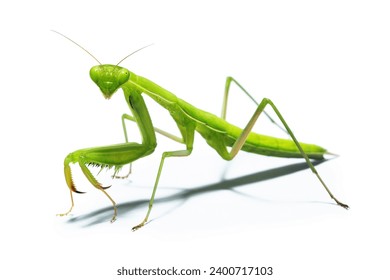 Praying mantis isolated on white background