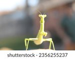 Praying Mantis looking at a camera
