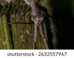 praying mantis looking at the camera