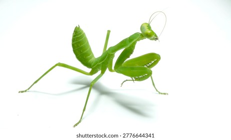 Богомол (Mantodea) в агрессивной или оборонительной позе, изолированный на белом фоне.