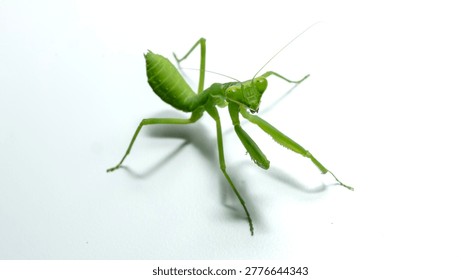 Богомол (Mantodea) в агрессивной или оборонительной позе, изолированный на белом фоне.