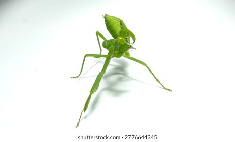 Богомол (Mantodea) в агрессивной или оборонительной позе, изолированный на белом фоне.