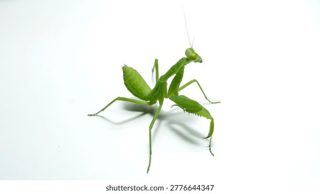 Богомол (Mantodea) в агрессивной или оборонительной позе, изолированный на белом фоне.