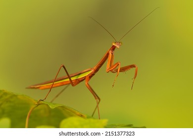 Praying Mantis, Mantodea, Chinese Mantis.