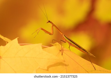 Praying Mantis, Mantodea, Chinese Mantis.