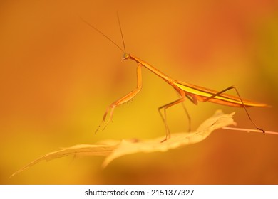 Praying Mantis, Mantodea, Chinese Mantis.